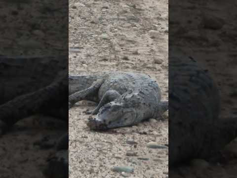 #migente me encontré este familiar del #cocodrilo en la mitad de la #carretera #familia #vlog