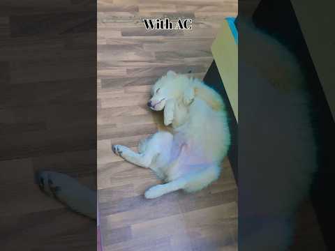 Dog 🐶🐕 #doglove #doglife #dogshorts #dogs #dogvideos