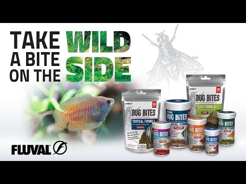 Fluval Bug Bites | The #1 Insect-Based Fish Food