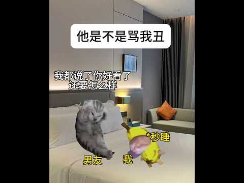 猫のミーム動画｜ユーモアと癒やしのかわいい瞬間を楽しもう サムネイル