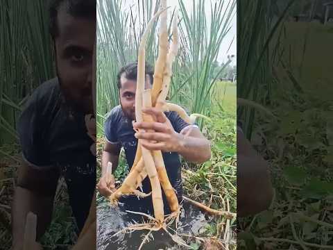 how to forming #villagelife #agriculture #pepperspray #farming #forageharvest #fruitcultivation