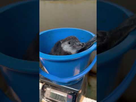 猫の動画サムネイル - 4/15ふ化🐣フンボルトペンギン生後45日目