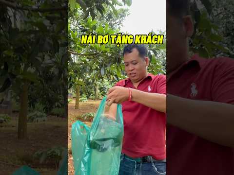 Hái bơ tặng khách ở TP Hồ Chí Minh #datvendalat #datvungvendalat