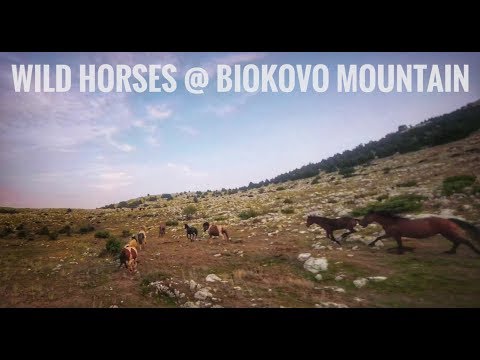 wild horses @ Biokovo mountain // fpv cinematic - UCi9yDR4NcLM-X-A9mEqG8Hw