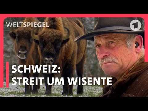 Landwirtschaft und Naturschutz im Streit: Sollen Wisente in der Schweiz leben?