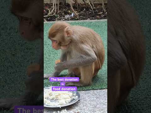 The best donation is food donation. #food #donation