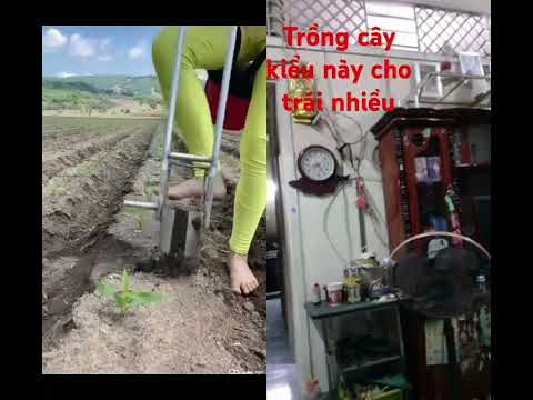 #lanbukay # CHO RA TRÁI NHIỀU Ở CÔ NÀY