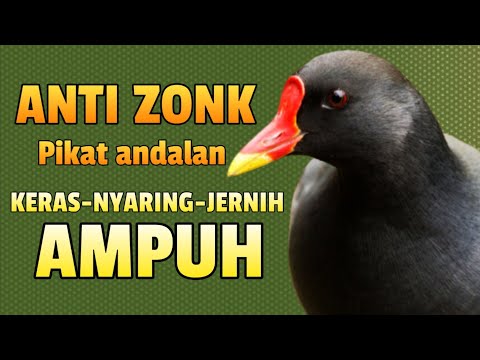 Suara pikat khusus mandar sawah√terbaik (vidio blur)