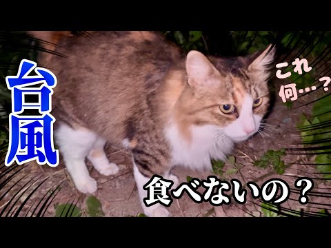 台風が来る！長毛野良猫は無事か…困惑するポコリーヌ【元野良猫まるとら&ぽこまる】