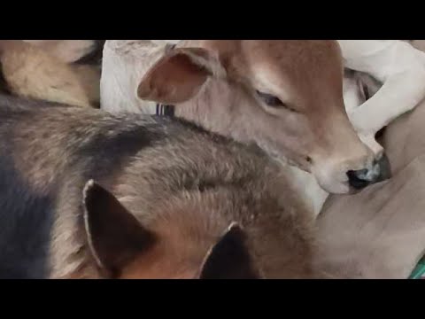 जय गौ माता देखो मेरी अनमोल जोड़ी @GaonKiZindagiHarish 