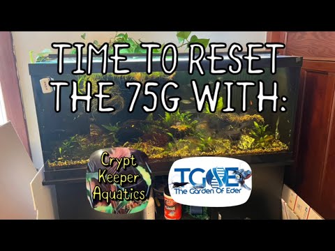 Resetting the 75 gallon rainbow fish community tan 