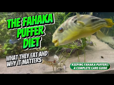 The Fahaka Puffer Diet_ What They Eat And Why It M Keeping Fahaka Puffers_ Feeding Guide 🐡 | How Much, What, and Why It Matters

Welcome to the firs