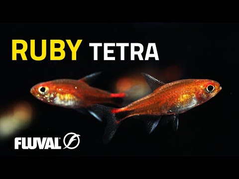 Species Spotlight | Ruby Tetra