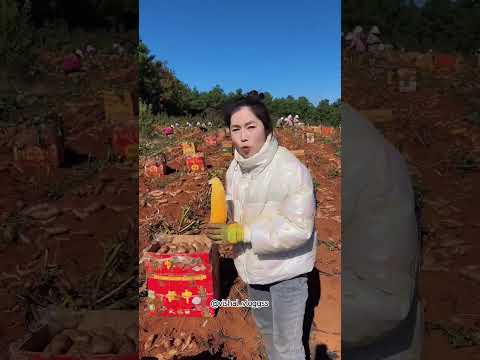 #mango #mangovarieties #fruit #facts #mangofruit #tropicalfruit #food #ytshorts #fruitcutting