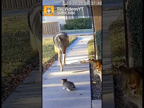 COYOTE Approaches Helpless Kitten, Mama CAT Saves The Day 😱🫢