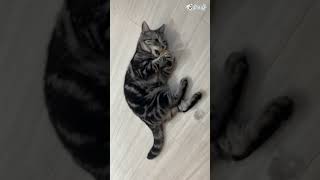 【個人勢 #Vtuber 】新しい猫おもちゃじゃ♪  #猫動画 #cat #アメショー #アメショーのリクオ【#Shorts】