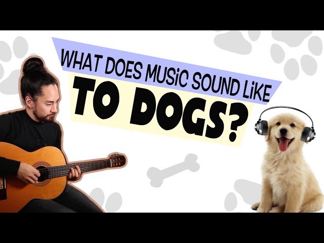 Do Dogs Like Rock Music?
