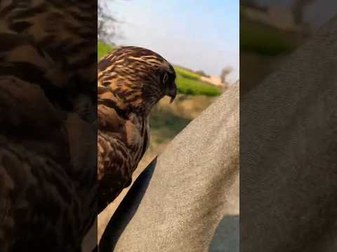 super crow hunting with Goshawk #birds #harehunting #eagle #animalfight #animaltrap #animals