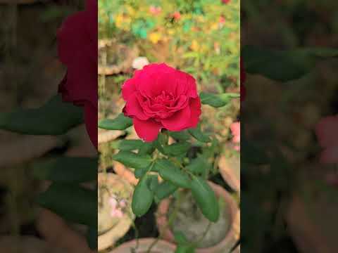 ফুল কখনো নিজের ঘ্রান নিয়ে গর্ব করে না ☺️#ফুল #Flower #বাংলাভ্লগ #PositiveVibes #AlifasMamiVlog