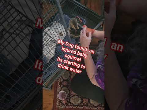 Hydrating a baby squirrel. #squirrel #love #squirrellove #kindness #animals 🐿