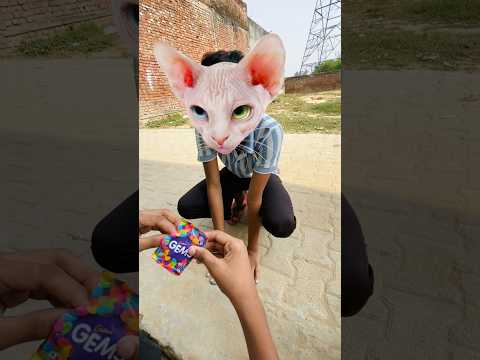 Cat ne isko dog bna diya 😆🤣 #funny #comedy #shorts #youtubeshorts #viralvideo #shortsfeed