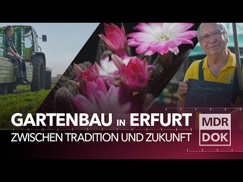 Fette Böden, reiche Ernte – Gartenbau-Tradition in Erfurt | MDR DOK