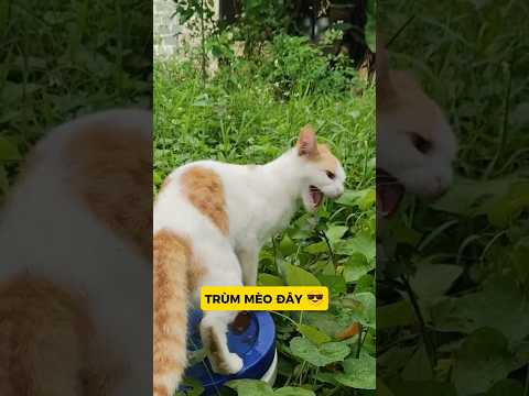 TRÙM MÈO BỊ PHẢN BỘI VÌ... MỘT HỘP PATE 😼💔#vutrudramameo #haihuoc #xuhuong #meme #meo#funny