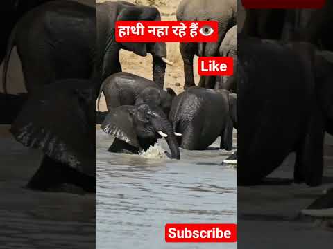 😱 हाथी राजा नहा रहे हैं 😱 #animals #elephant