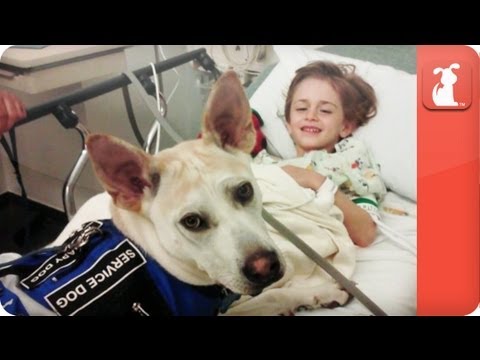 Healing Power of Pets - Seizure Detecting Dog assists boy - UCPIvT-zcQl2H0vabdXJGcpg