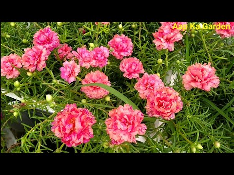 All about portulaca,9'o clock plant- more flowers, best fertilizer problems, solutions