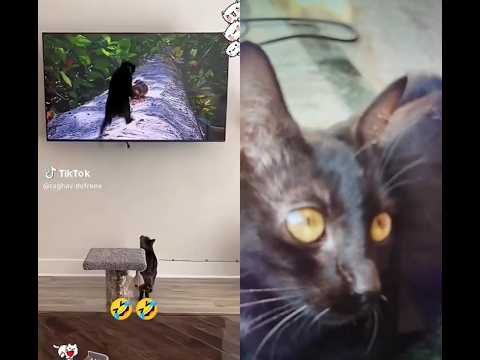 cat funny pets 🐶🐶🐶😝😝😀😀😀😀😂😂😂😂😂😂😆