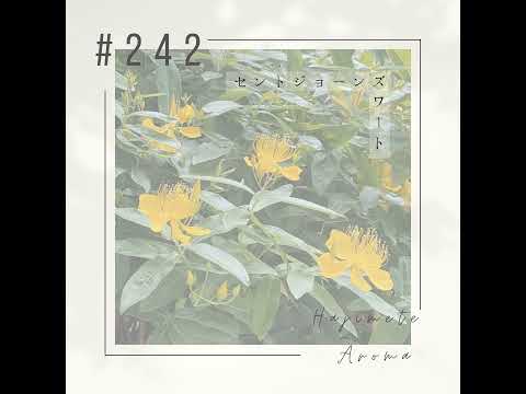 第２４２ 話 / セントジョーンズワート