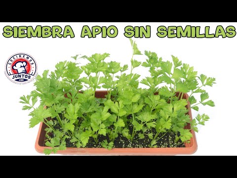 Como sembrar apio sin semillas en casa - Video # 1 - UCIRNADSE7zTt6_MshDlnZSA