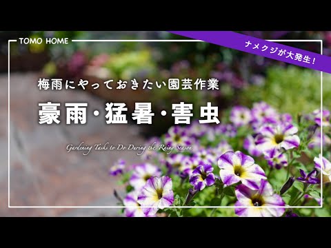 【腐る/焦げる】豪雨後の園芸作業・雨と猛暑からお花を守ろう！【喰われる】