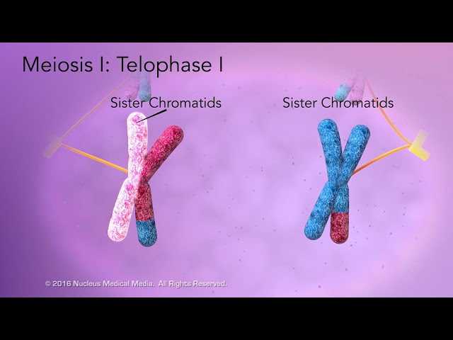 What Events Occur During Meiosis I And Meiosis II Temptingtables