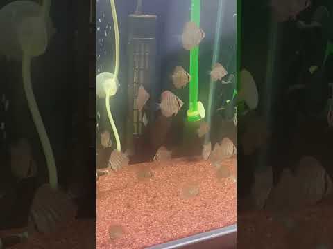 ディスカス稚魚 孵化48日目