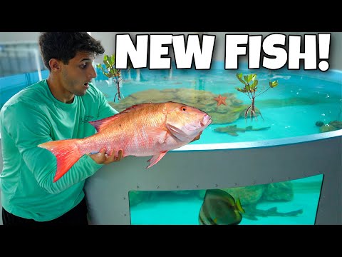Catching EXOTIC SNAPPER For My SALTWATER POND!! In this video, We are on a mission to catch a giant fish for the 6000 gallon saltwater pond!! Enjoy!