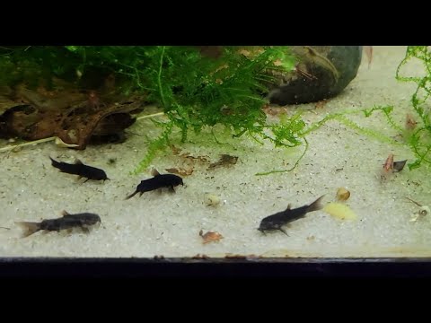 Lots of different corys getting tank upgrades Moving around some f1 adolfoi, boesemani, cw097, sipaliwini and schultzei 
