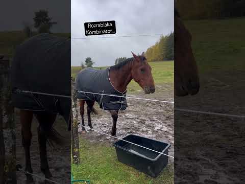 Tylko przyjechał i już rozrabia… #konie #horse