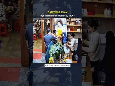 Bạn đã từng thấy, một con mèo chiêu tài thật sự chưa ?#shorts