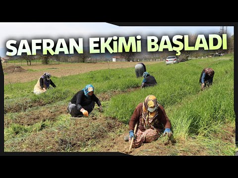 Safran Ekiminin Meşakkatli Yolculuğu Başladı