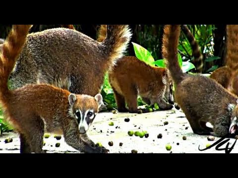 Coati mundi - tropical raccoon - UC0sYKQ8MjYjLYeaHDItPong