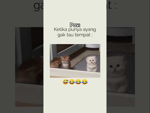 😾:jaga image lah . #kucing #cat #funny #imut #shorts
