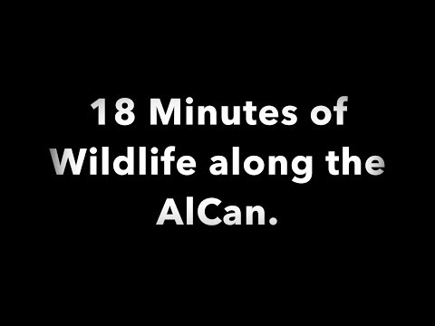 18 minute Tour of Wildlife on The AlCan (Alaska Canadian Hwy)
