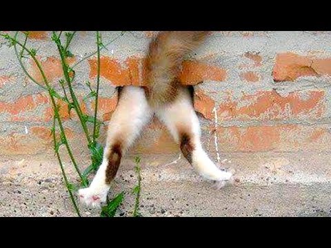 Funny CAT FAILS that will make you POOP YOUR PANTS FROM LAUGHING - Best CAT compilation - UCKy3MG7_If9KlVuvw3rPMfw