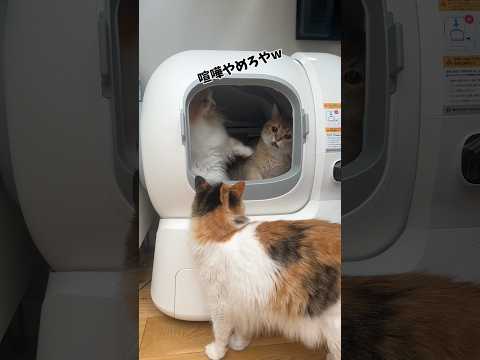 猫5匹飼いが最新自動猫トイレガチレビューしてみた #猫 #全自動猫トイレ #pr