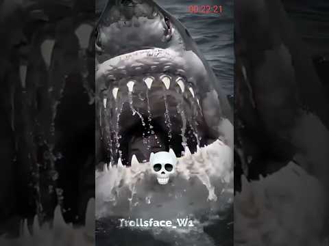 you are not afraid of animals #shorts #ytshorts #animals #animalshorts #shark #explore