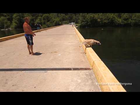 Crazy Dog Jump into the lake! TWIXTOR! - UCTs-d2DgyuJVRICivxe2Ktg