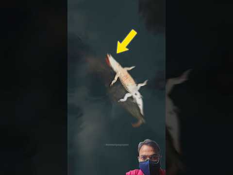 The Law of the Jungle #crocodile #amazing #amazonjungle