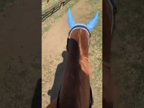 Barebackkk #equestrianriding #horse #smalljump #miniaturehorse #flipy #equestrian #minihorse #ponyyy